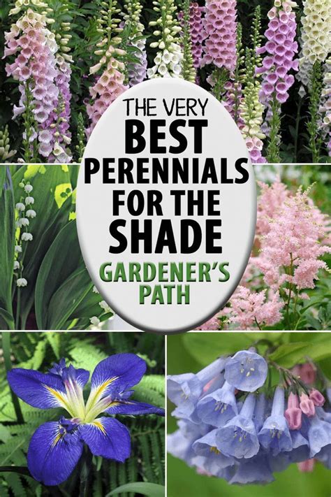 The Best Flowering Perennials For The Shade Shade Garden
