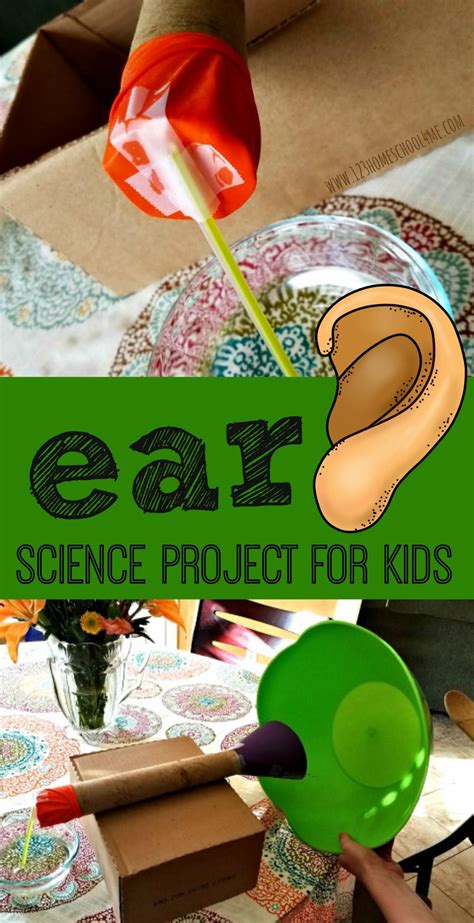 Ear Anatomy Science Project This Is Such A Fun Easy To Make Science