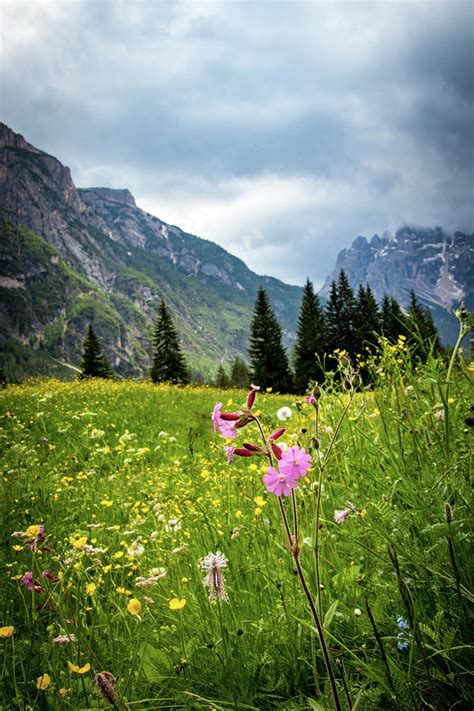 Pink Wildflowers In Italy Photograph By Shari Pederson Fine Art America