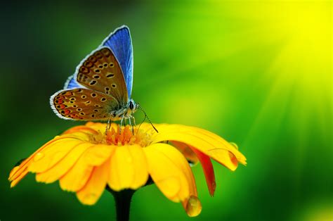 Close Up Wallpaper Butterfly Insect Flower Drops