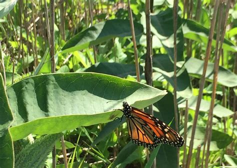 Strategic Mowing Of Milkweed Can Help Monarch Butterflies Say U Of G