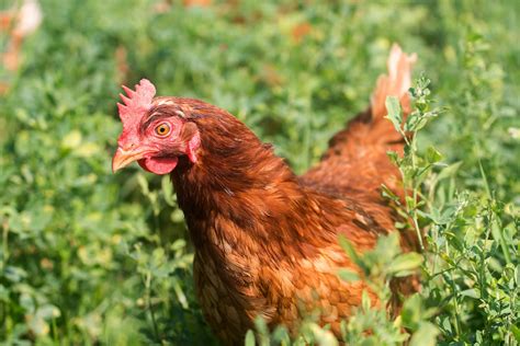 Why Did The Chicken Cross The Road Joke Origin And 33 Funny Examples