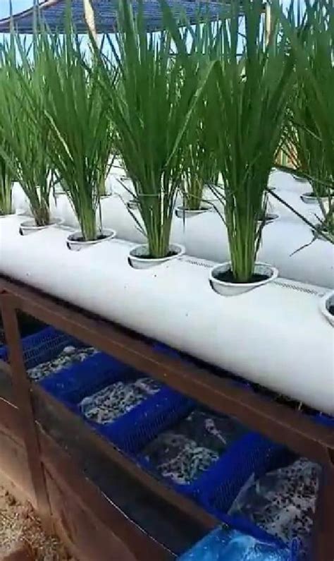 Lantas, sebetulnya berapa takaran air untuk memasak nasi? Air Kapur Untuk Hidroponik - tanaman hidroponik sederhana
