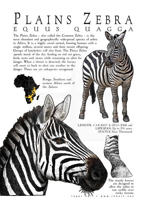 Plains Zebra Poster Print Infographic