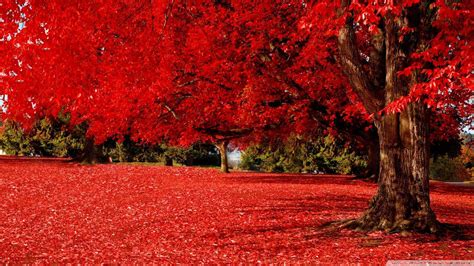 Red Nature Wallpaper 65 Images