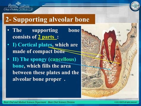 Alveolar Bone Ppt