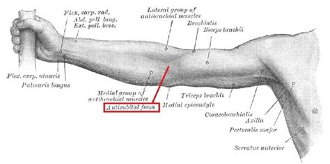 Antecubital Fossa Elbow Pit Definition And Quiz Biology Dictionary