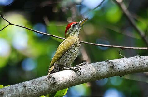 Indian Birds Photography Birdphotoindia Streak Throated Woodpecker Pair