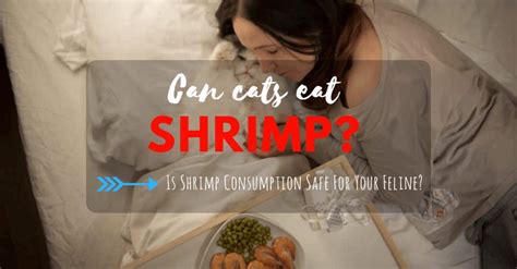 Here is a list of common safe and toxic foods that will give you the we recommend avoiding uncooked veggies that your cat could potentially have a hard time to digest. Can Cats Eat Shrimp? Is Shrimp Consumption Safe For Your ...