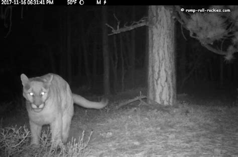 Romping And Rolling In The Rockies The Magic Carnivore Tree Bobcat