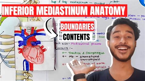 Inferior Mediastinum Anatomy Mediastinum Anatomy Mediastinum