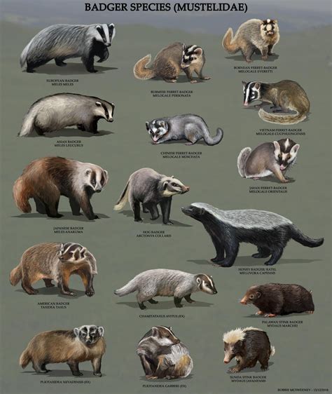 All Badger Species By Robbiemcsweeney On Deviantart Animals Beautiful