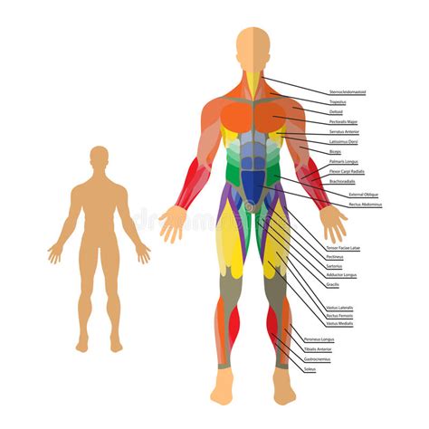 Detailed Diagram Of Muscles In The Body Female Muscular System Full