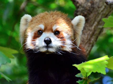 Red Panda On Tree During Daytime Kinta Hd Wallpaper Wallpaper Flare