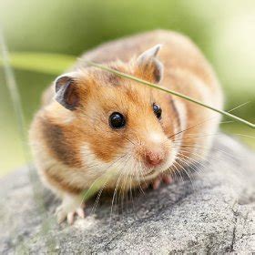 Here you can explore hq hamster transparent illustrations, icons and clipart with filter setting like size, type, color etc. Hamster Picture 835 1000 Jpg : Efficacy Of Pd 1 Blockade ...