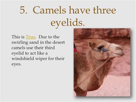 Learn more about camels, including the purpose of their hump how big are camels? 101 Proofs For God: #93 Camels