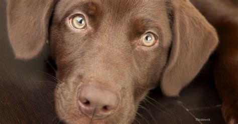 Chocolate Toxicity In Cats And Dogs