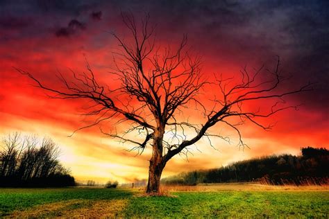 Baum Sonnenuntergang Landschaft Kostenloses Foto Auf Pixabay Pixabay