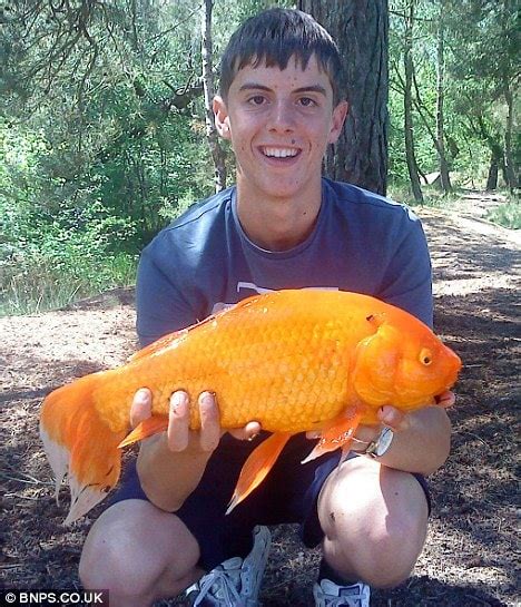 6 Largest Goldfish In The World