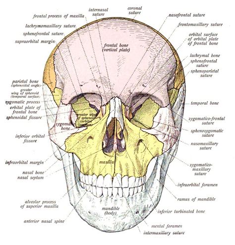 Facial Structure Forensic Anthropology Forensics Skull Anatomy