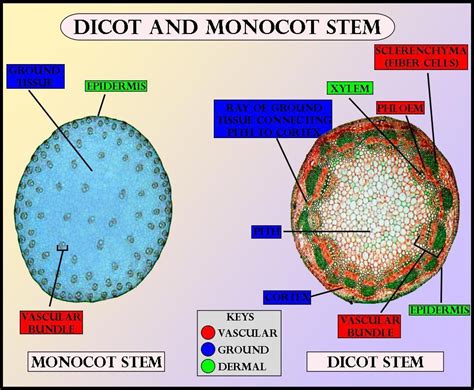 What Is Correct About The Monocot Stema Hypodermis Is