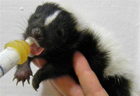 Skunk Baby Skunk Discreetly Visits Manhattan Animaltourism News