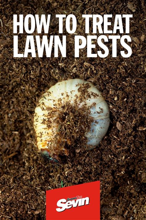 How To Detect And Treat Common Lawn Pests Lawn Pests Garden Pests Lawn