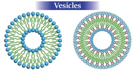 Vesicles Definition Structure Functions And Diagram