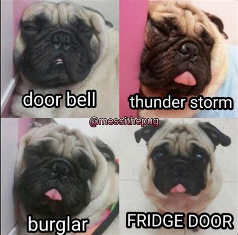 Funny Pug Dog Meme Lol From Messithepug Animal Laughs