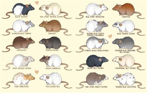 Pet Rat Colors Coat Types And Markings Different Varieties Fancy Mouse