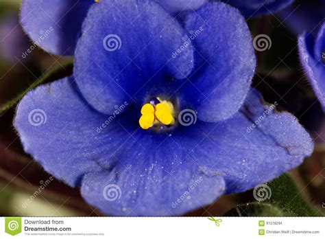 Macro Photo Of A Flower Of An African Violet Stock Photo