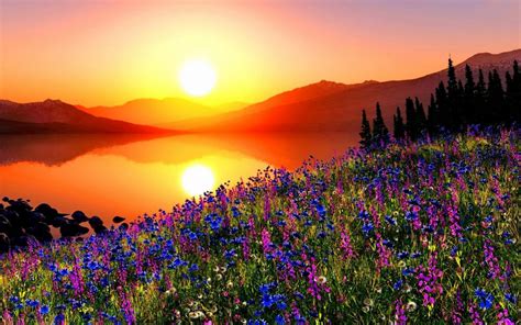 Download Lake Flower Mountain Orange Color Yellow Sun Sky Nature