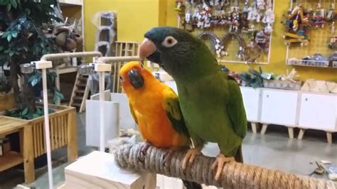 버드위키 우리버드방문 Blue Crown Conure Parrot 블루크라운코뉴어 Youtube