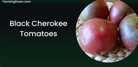 Black Cherokee Tomato
