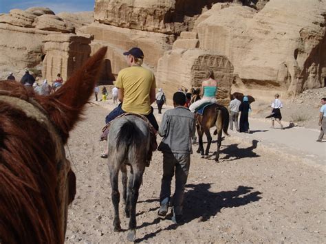 Camels are slightly slower than horses because they can only reach speeds of around 20 to 25 miles per hour while horses have an average gallop speed around 25 to 30 miles per hour. Petra Nights Tours Jordan: Petra Horses, Camels & Donkeys