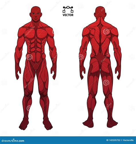 Human Body Anatomy Male Man Front And Back Muscular System My Xxx Hot Girl