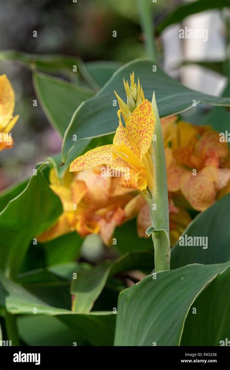 Canna Lily Picasso Flower Stock Photo Alamy