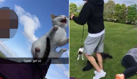Hunt For Teenagers Who ‘strangled Cat In Snapchat Images Metro News