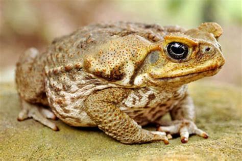 Cane Toad And Native Frog Workshop Midcoast Council