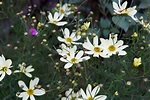 Coreopsis 'Moonbeam' - BBC Gardeners World Magazine