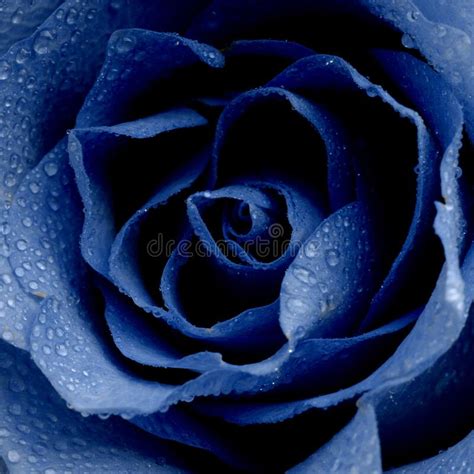 Floral Background With Beautiful Blue Rose Close Up Fresh Rose In The