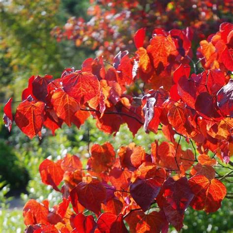 Cercis Canadensis Forest Pansy Autumn Colour Red Leaves Autumn