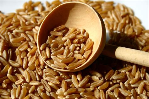 The word kamut means 'wheat' in the ancient egyptian language. Differenze tra Kamut e grano Khorasan