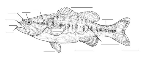 1,010 catfish vectors on gograph. TPWD Kids: Fish Parts
