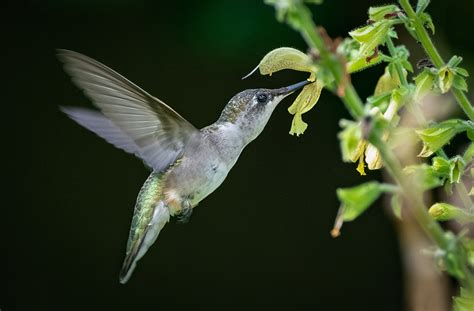 Ruby Throated Hummingbird Indiana Dunes Chicago Photography