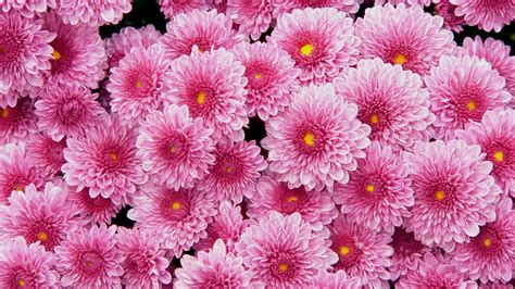 Chrysanthemum Wallpapers Awesome Rose Hd Image 25514
