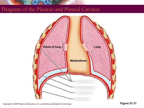 The Lungs And Pleurae Diagram Quizlet