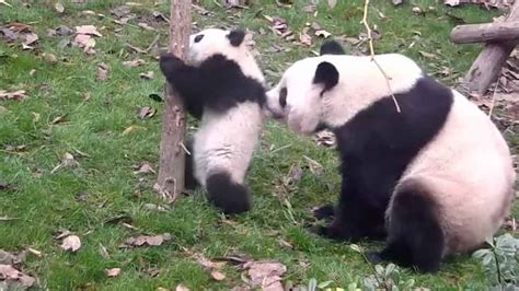 Cute Alert！panda Mom Loves Her Cub Too Much To Let Her Climb A Tree Youtube