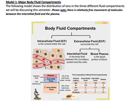 solved model 1 major body fluid compartments the following