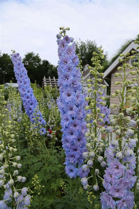 Delphiniums Delphinium Blue Delphinium Mother Nature